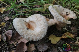 lactarius pubescens (2) (1000 x 667)6